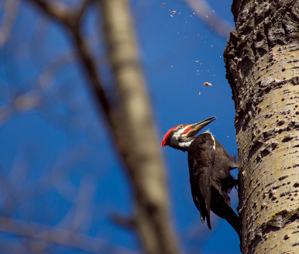 Wood Pecker