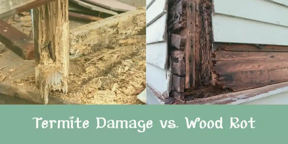 Termite Damage vs. Wood Rot